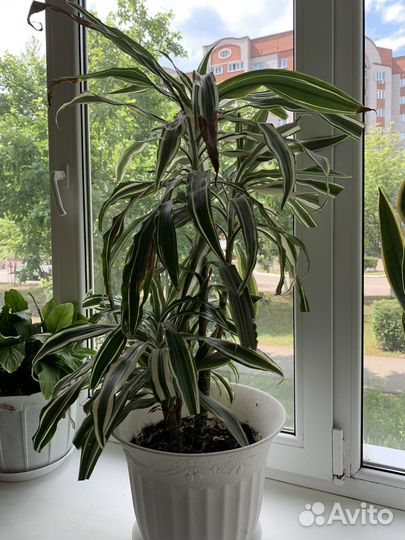 Комнатные растения