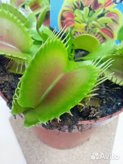 Дионея Мухоловка