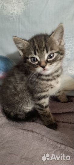 Отдам бесплатно