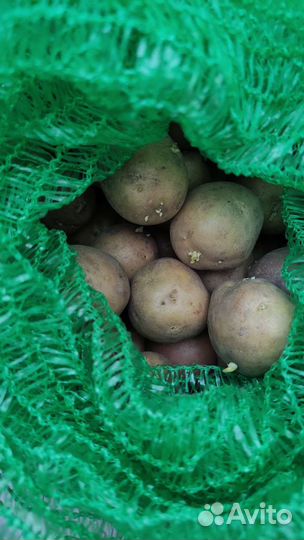 Семенной картофель