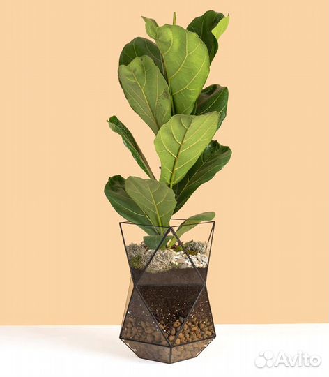 Фикус лирата