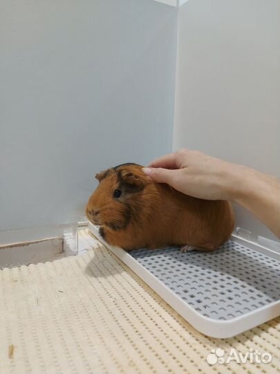 Морская свинка 2 штуки с клеткой