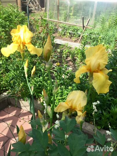 Цветы ирисы