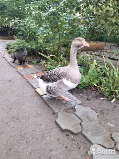 Продаю гусей серых