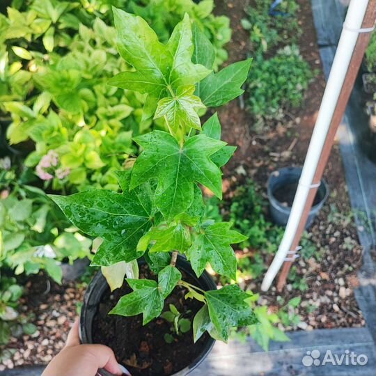 Фатсхедера