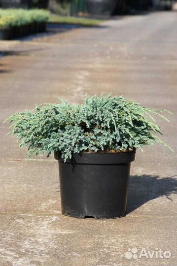 Можжевельник 