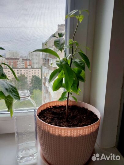 Гуанабана (сметанное яблоко, анона) саженец