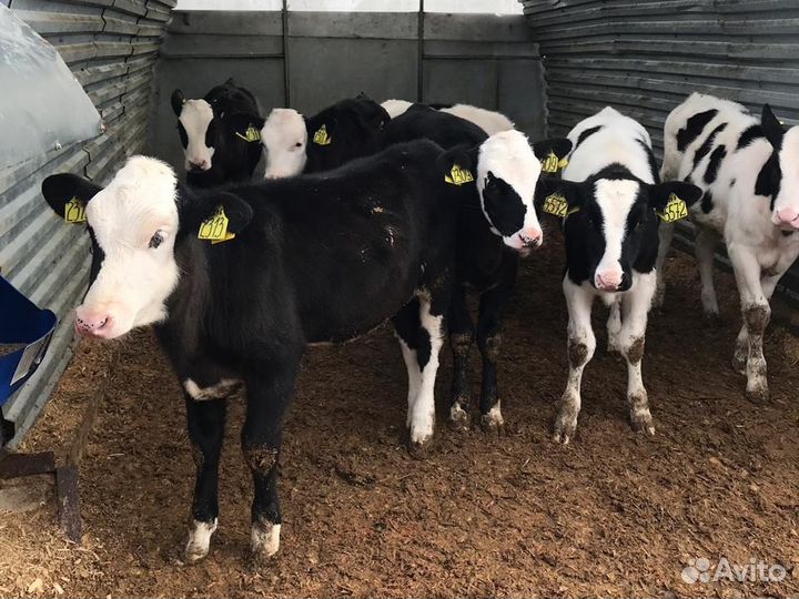 Бычки телята