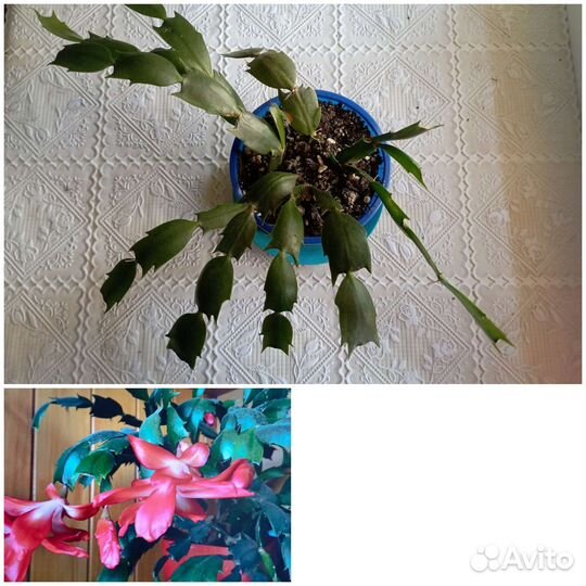 Декабрист розовый, сиреневый