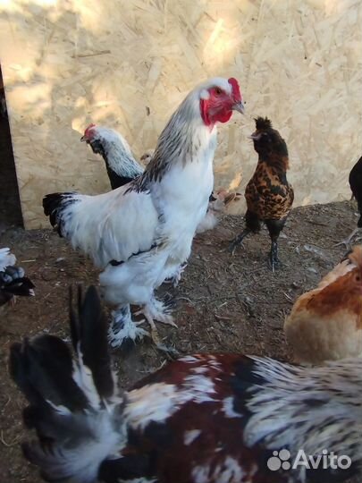 Петухи