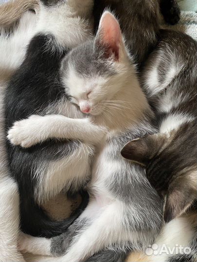 Котенок типичный