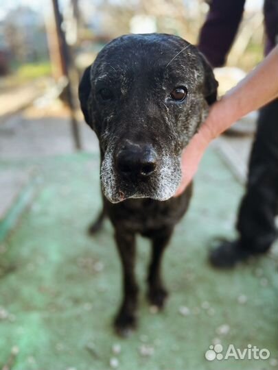 Метис кане-корсо