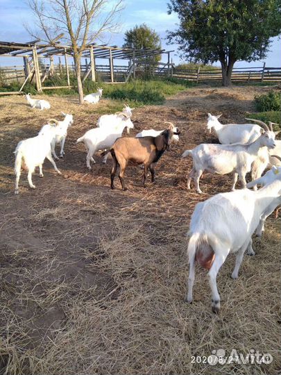Козы на мясо