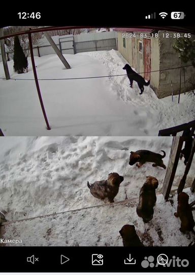 Щенки ищую дом 6 штук