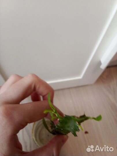 Молочай трёхграный