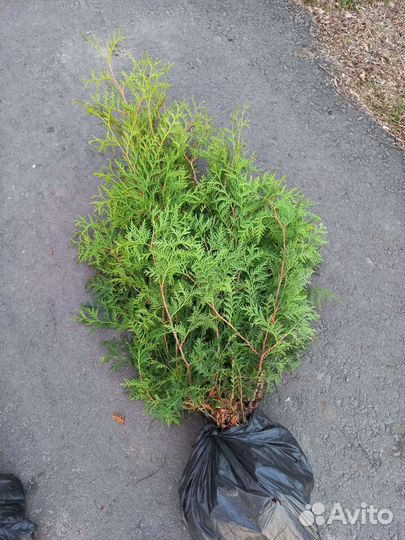 Туя В рассрочку для живой изгороди осень 2023