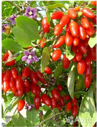 Годжи саженцы