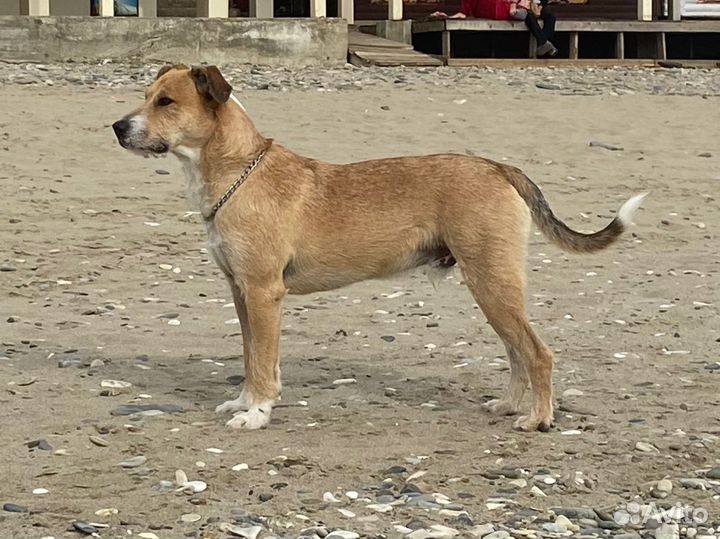 Собака ищет дом