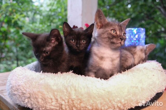 Котята-хранители, будущие защитники хозяина и дома объявление продам