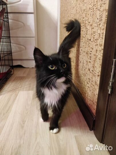 Кошка