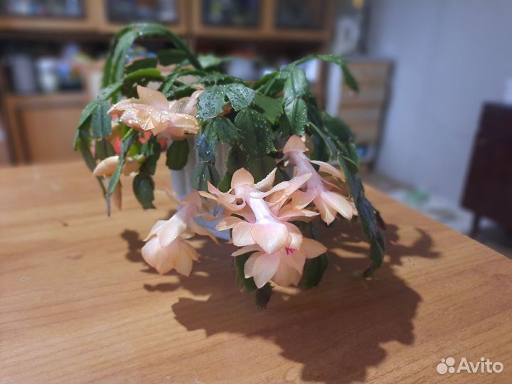 Цветок декабрист