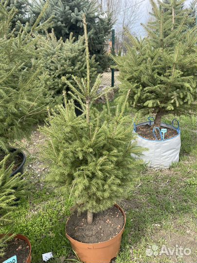 Ель Европейская