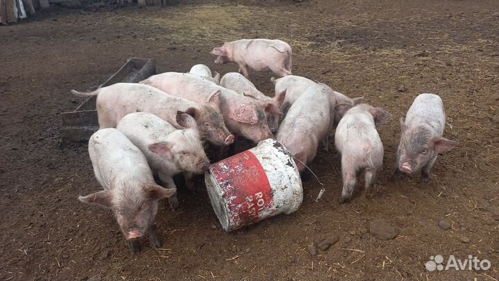 Поросята