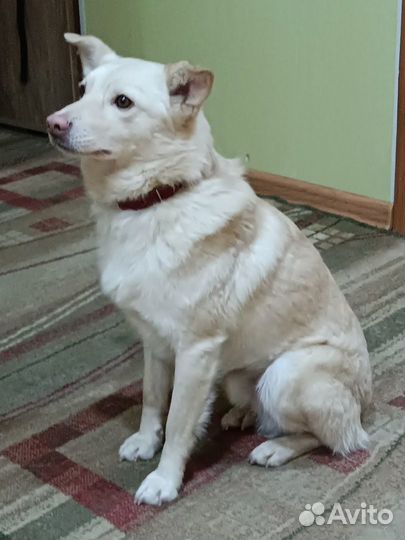 Замечательный пес ищет дом