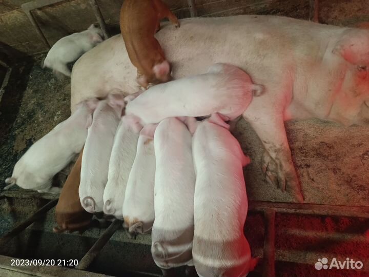 Поросята ландрас-дюрок,дюрок, крупная белая-дюрок