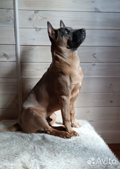 В добрые руки Тайский Риджбек