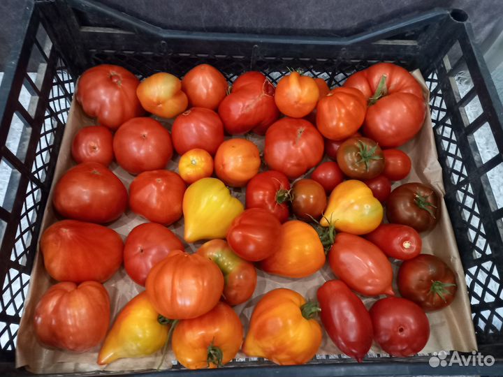 Помидоры свежие домашние