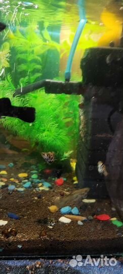 Аквариумные рыбы