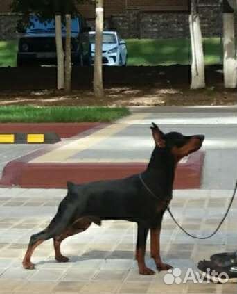 Вязка цвергпинчер