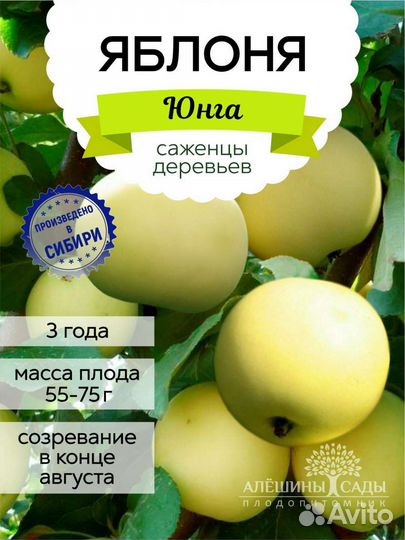 Саженцы Яблони