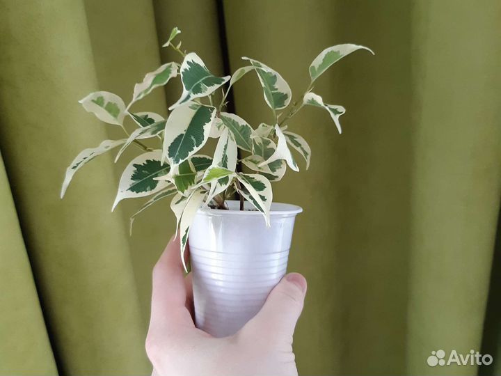 Фикус бенжамина