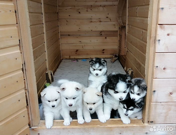Помски