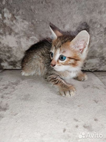 Отдам котят