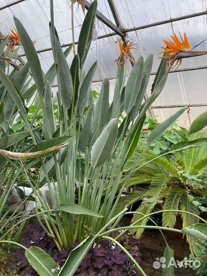 Стрелиция регина