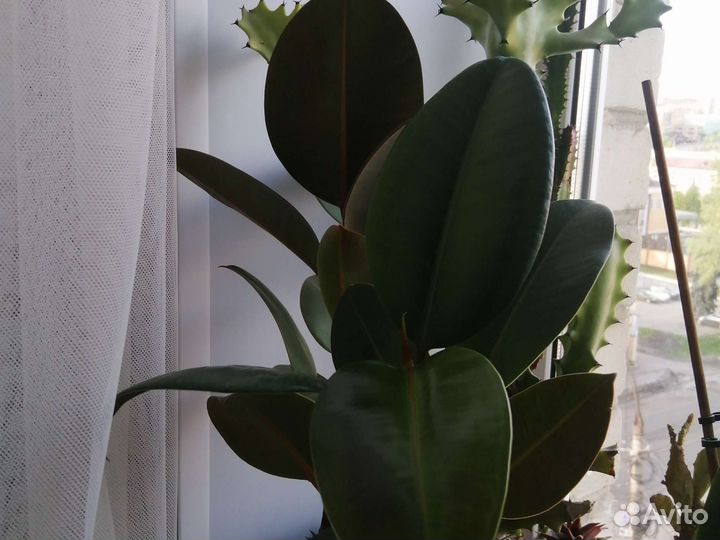 Комнатные цветы