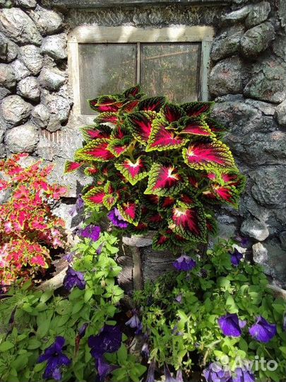 Колеусы укорененные