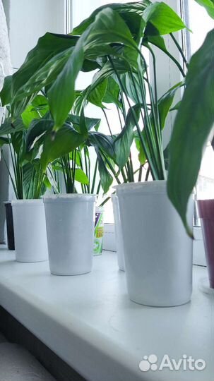 Спатифиллум (