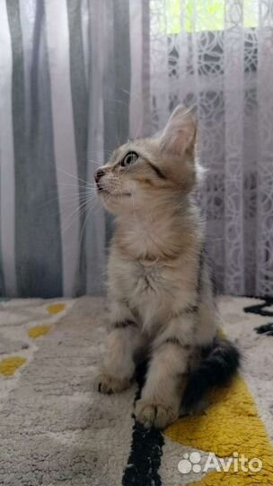 Котенок в добрые руки