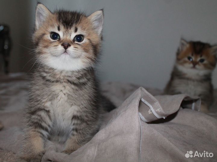 Британская серебристая шиншилла