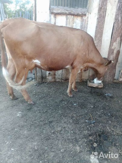 Коровы дойные молочные