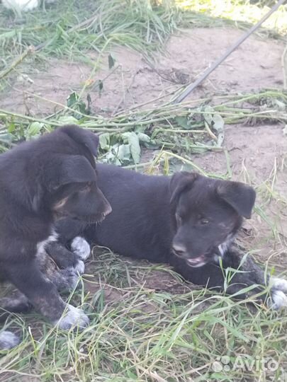 Щенок двортерьер