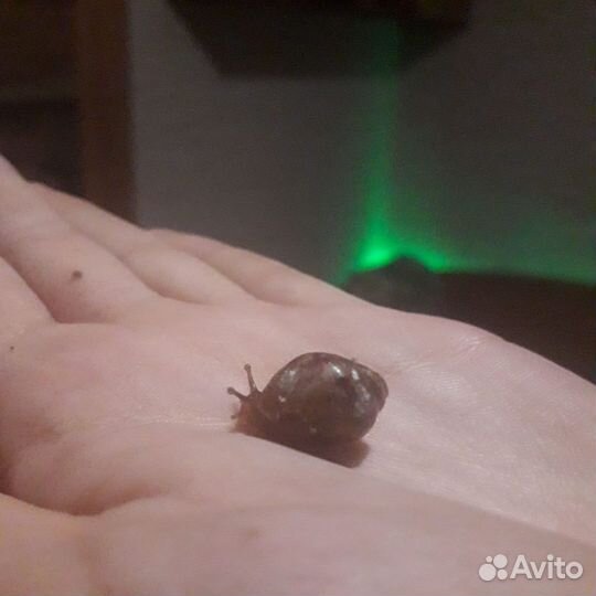 Улитки ахатины бесплатно