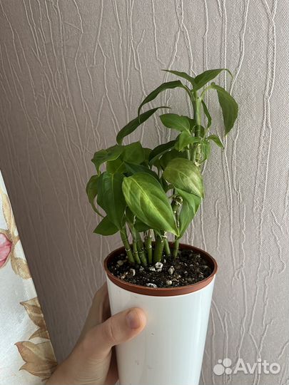 Комнатные цветы
