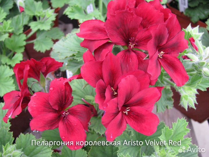Пеларгония королевская, герань