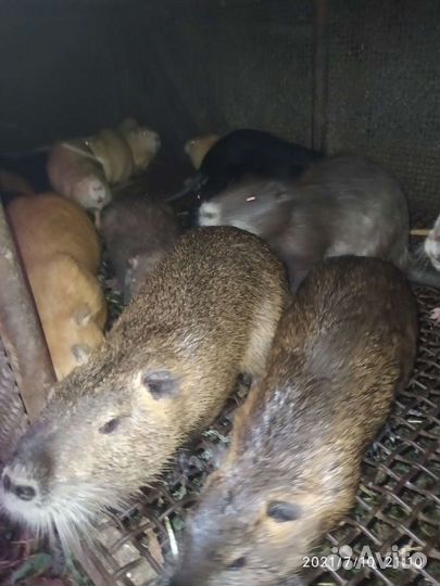 Продаются нутрии