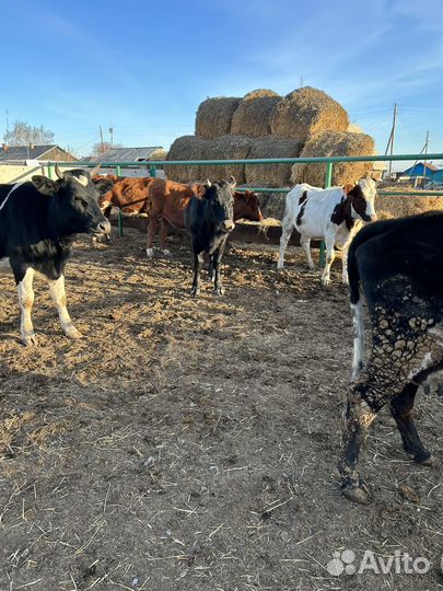 Коровы и телки